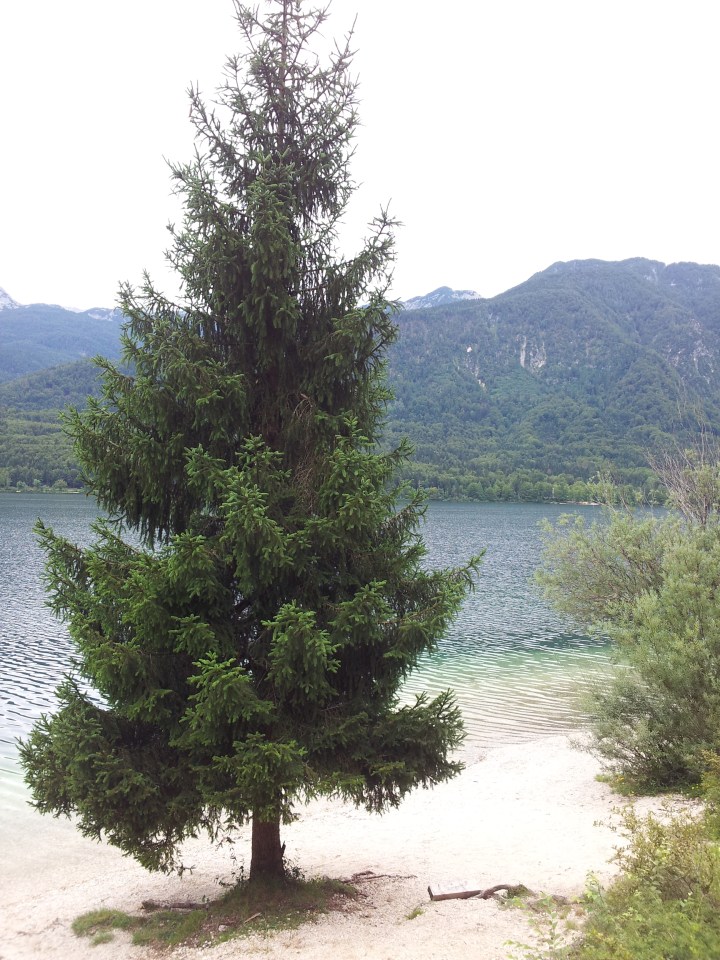 Lake Bohinj