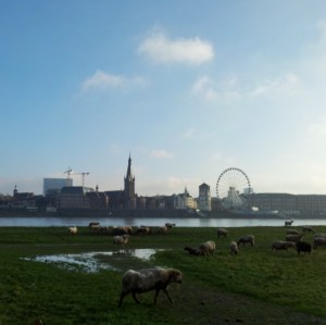 Perth doesn't have sheep grazing on the banks of its river. Dusseldorf does.