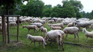 Baaaa... only a couple of kms from the centre of town.