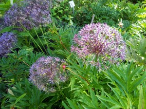 20150725_135925 (640x479)