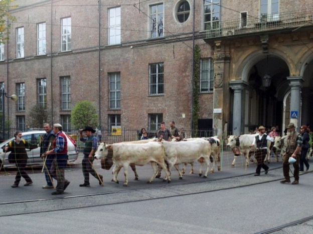 Cows in central Turin