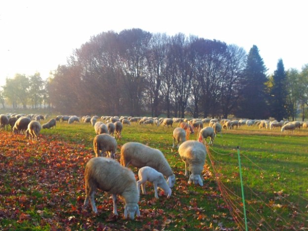 Sheep in Parco Coletta, Turin