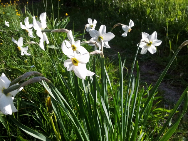 White daffodils