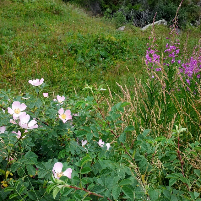 Wild roses