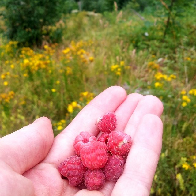 Raspberries!