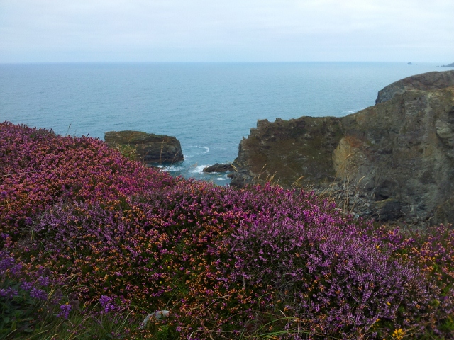 Heather and cliffs in Cornwall