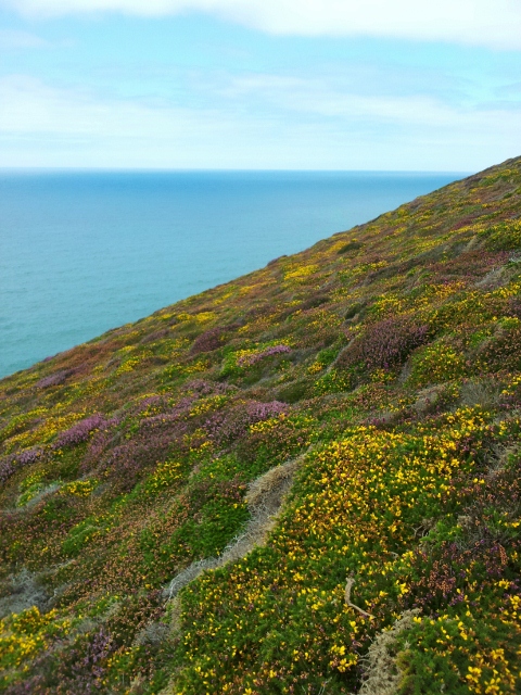 Heather in bloom