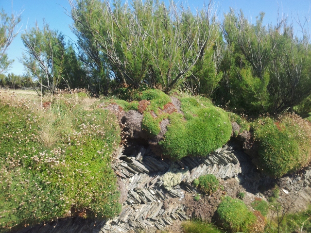Slate wall in Cornwall