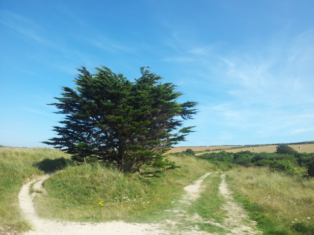 Tree and farmland in Cornwall